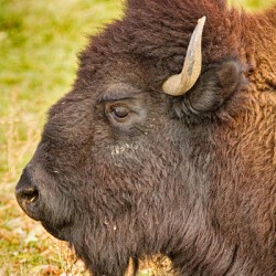 Bison Headshot Profile a