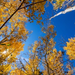 Blue Sky Autumn Bliss