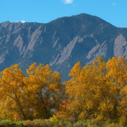 Boulder Flatirons Mighty Cottonwood Trees