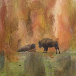 Buffalo Calf Tender Moment