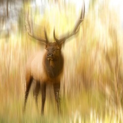 Bull Elk Forest Dreaming