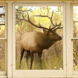 Bull Elk Window View