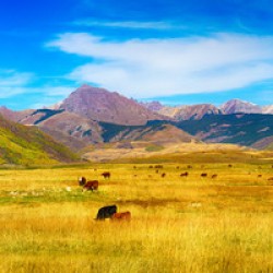 Cattle Grazing Autumn Panorama
