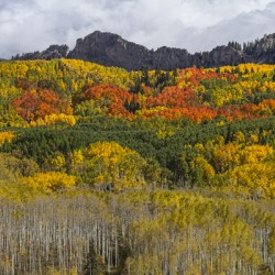 Colorado Kebler Pass Fall Foliage