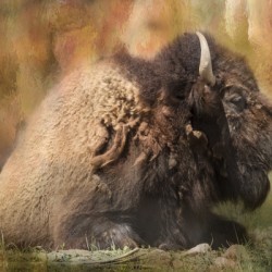 Colorful Bison