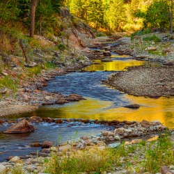 Golden Fishing Stream