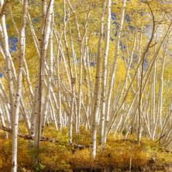 Golden Forest Fantasy