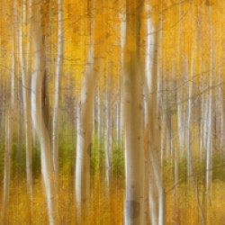 Golden Forest Moment Abstract Panorama