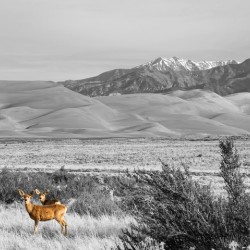 Great Colorado Sand Dunes Deer