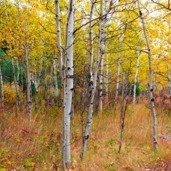 Happy Place In Woods