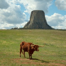 Longhorn Cow Posing at Devils Tower in Wyoming - First US Nation