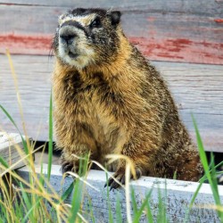 Marmot 