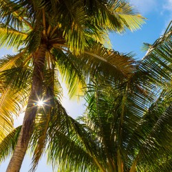 Reminiscent of a Tropical Paradise