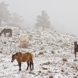 Rocky Mountain Horses Snow Fog
