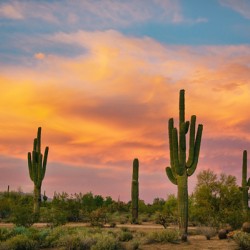 Saguaro Desert Life