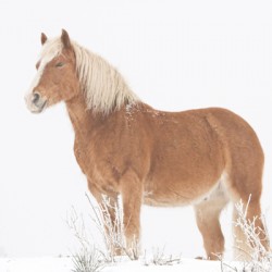 Smiling Palomino Snow