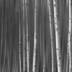 Somewhere Along the Road Dreaming Black and White