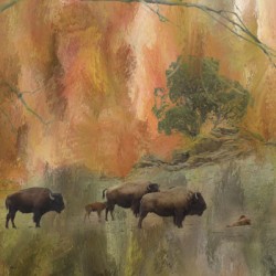 Springtime Bison Calves