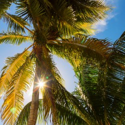 Sunshine and  Tall Palm Trees Extends Towards the Sky