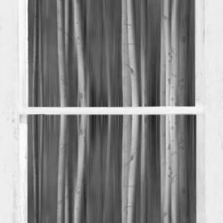 Surreal Dreamy Aspen Forest White Rustic Window