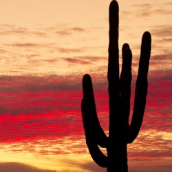 Tequila Sunrise Portrait