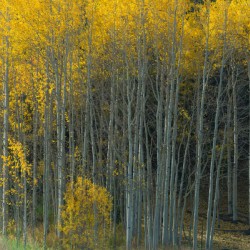 That Morning Autumn Light