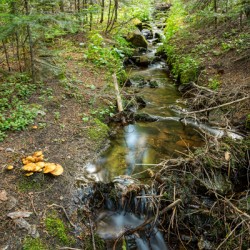 Wild Mushrooms Along Creek