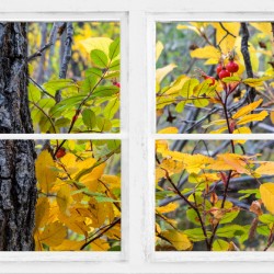 Wild Red Berries Forest Whitewash Picture Window