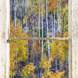Aspen Autumn Magic White Window