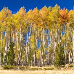 autumn aspen trees Panorama1