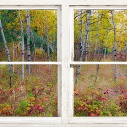 Autumn Forest Delight Rustic Window View
