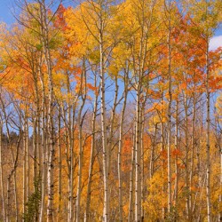 colorful colorado autumn 
