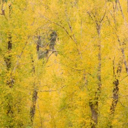 cottonwood autumn colors