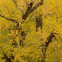 Cottonwood Tree Fall Foliage