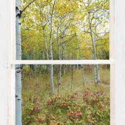 Forest Delight  White Window View