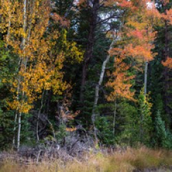 Sunday Drive Wide Panoramic View