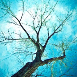 winter tree blue