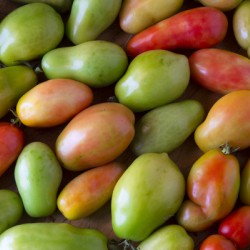 Harvests Bounty A Colorful Medley of Roma Tomatoes