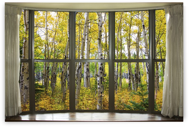Autumn Forest Bay Window View by Bo Insogna
