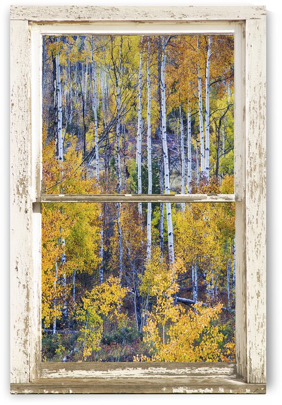 Aspen Autumn Magic White Window by Bo Insogna