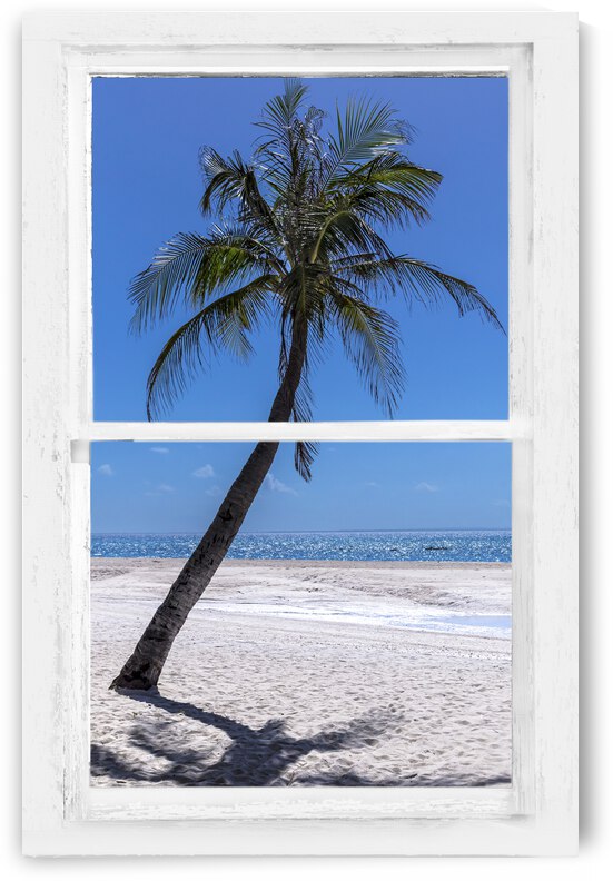 Palm Tree Tropical Window View by Bo Insogna