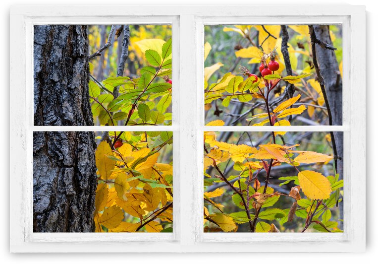 Wild Red Berries Forest Whitewash Picture Window by Bo Insogna
