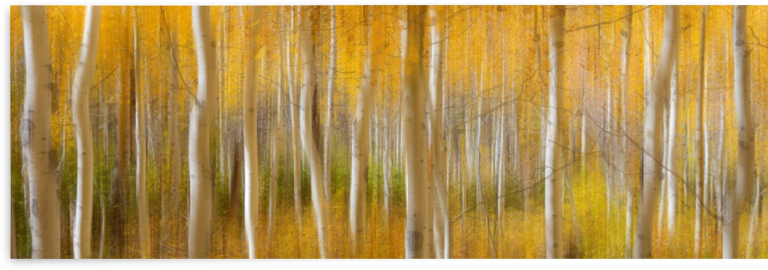 Golden Forest Moment Abstract Panorama by Bo Insogna