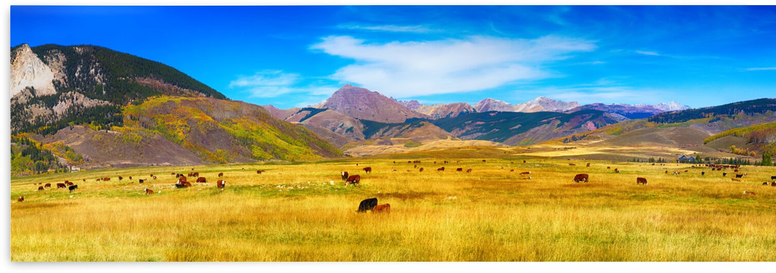 Cattle Grazing Autumn Panorama by Bo Insogna