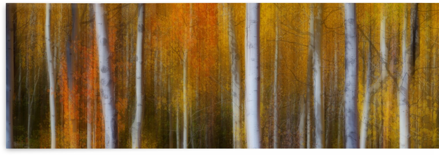 Forest Color Burst Modern Abstract 60x20 by Bo Insogna