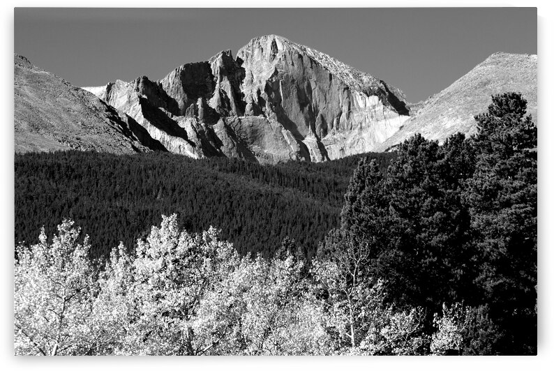 Longs Peak Autumn Aspen Landscape View BW by Bo Insogna