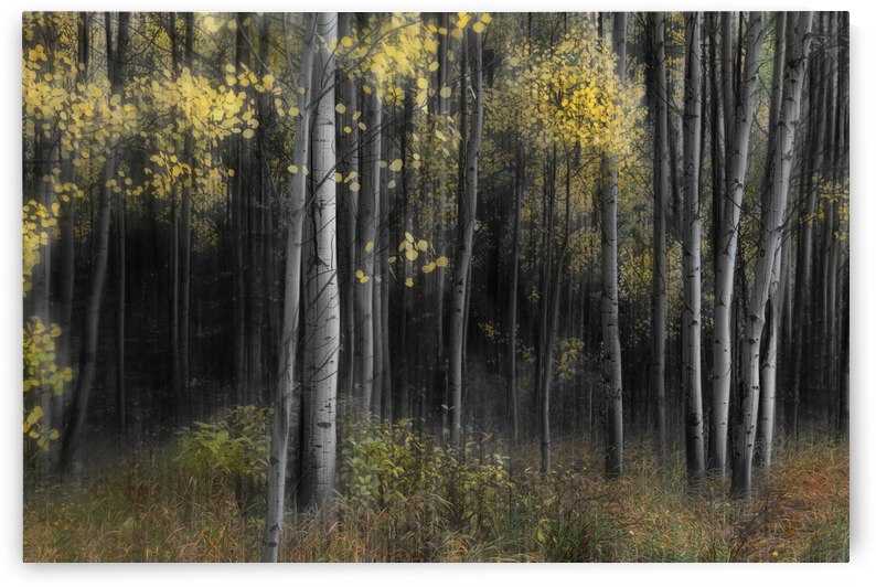 Aspen Tree Grove Into Darkness by Bo Insogna