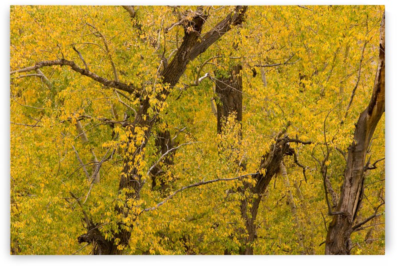 Cottonwood Tree Fall Foliage by Bo Insogna