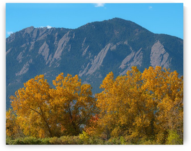 Boulder Flatirons Mighty Cottonwood Trees by Bo Insogna