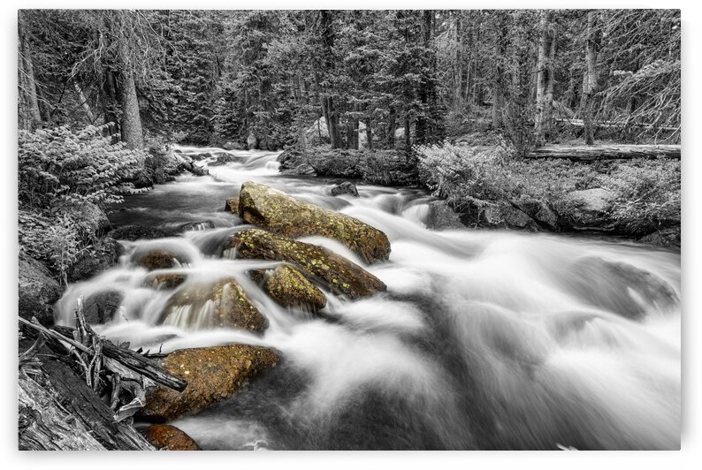 Roosevelt National Forest Stream BW Selective by Bo Insogna